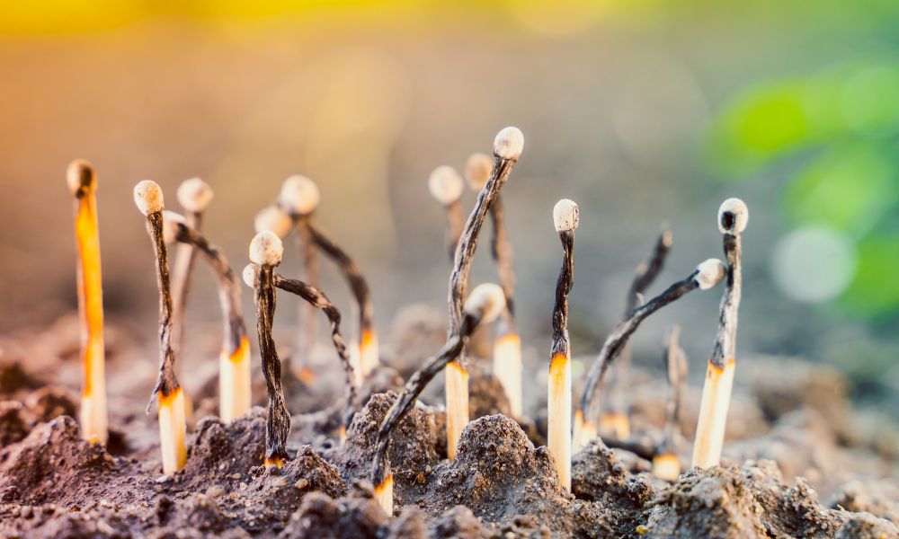 How Matchsticks Can Help Your Garden Grow